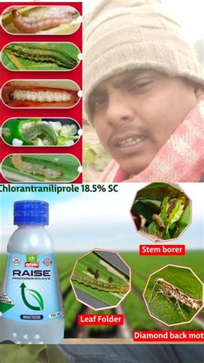 Khira mein caterpillar aur leaf miner ko control karne ka aasan tips|Raise" insecticide#cucumberfarm