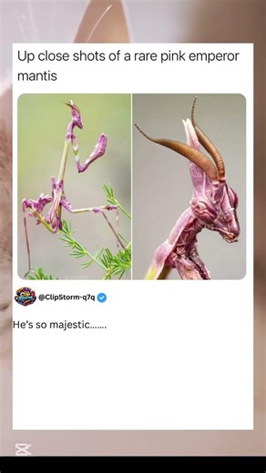 Up close shots of a rare pink emperor mantis #trending #mantis