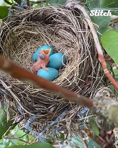 118K views · 426 reactions | This woman caught a little bird fully hatching from its shell! The eggs are so blue!  | Very Local | Facebook