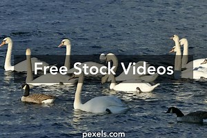 Ducks Videos, Download The BEST Free 4k Stock Video Footage & Ducks HD Video Clips