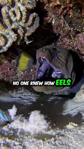 No One Knows How Eels Reproduce