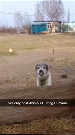 Animal Hurting Humans on Instagram: "The animal kingdom is a cauldron of potent, raw fury, where aggressive behavior is a defining factor in survival, driven by territory, defense, and the high-stakes competition for resources. Creatures exhibit this "anger" with fierce intensity: the African buffalo 🐃 is legendary for its calculated vengeance and relentless defense of the herd, while the hippopotamus 🦛 rules its river territory with unpredictable, lethal rage, fiercely guarding its water acce