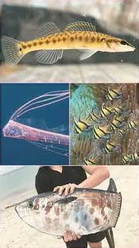 🐟 Teleost (Class Teleostei)