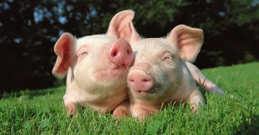 Pig Lifespan: How Long Do Pigs Live?