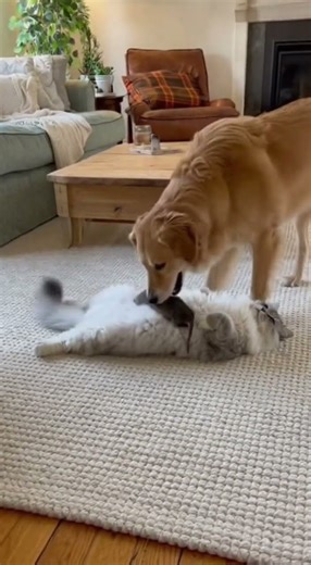Cat's Hilarious Reaction to Dog's Surprise Gift While Sleeping