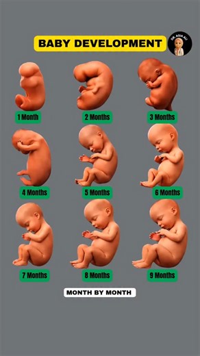 Asia Ali on Instagram: "👶 Fetal Development from 4 to 15 Weeks — Your Baby’s Magical Journey! 🌸✨ From a tiny cluster of cells to a moving little human — these weeks are full of wonder! 🌱 By week 4, your baby’s heart begins to form 💓, and by week 15, tiny fingers, toes, and facial features appear. 👣👶 Every week brings new growth and milestones — your baby is growing faster than you can imagine! 🌼 fetal development, pregnancy weeks, baby growth, first trimester, 4 to 15 weeks, fetal milesto