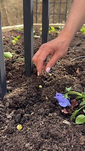 42K views · 14K reactions | Comment SOIL to get my Soil Secret...