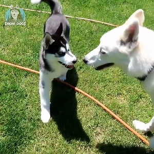 249K views · 221 shares | Kira Husky Puppy Meets MORE Husky Friends!  #GoneToTheSnowDogs #Husky #SiberianHuskies #Dogs #CuteAnimals | Snow Dogs Vlogs | Facebook