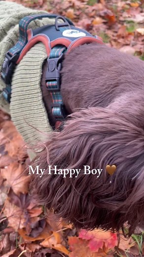 Having a well fitted, well made harness makes the world of difference to how much your dog enjoys their walks. Woodys tail wags and tippy taps speak volumes for the new @houndandblossom Heritage Collection - Forest Plaid harness With its 3 clip buckle design it’s easier than ever to start the walk off right, no more going over your dogs head. And with elasticated straps it’s perfect for our active spaniels! Use our code WOODY15 today and grab 15% off Woody wears size Medium #heritagehoundandblos