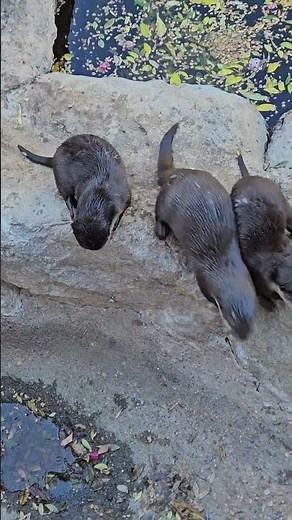 🐾 Adorable Zoo Animals! | Otters, Sea Lions & Penguins 🦦🦭🐧