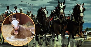 Budweiser Introduces Newest (And Cutest) Baby Clydesdale To Date