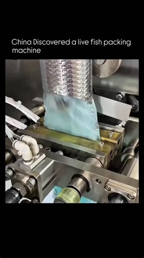 Mindqury | Tech & Machines | How It Works on Instagram: "China has developed an advanced live fish packing machine that safely prepares fish for long-distance transport. The system gently guides live fish into individual water-filled compartments, carefully controlling oxygen levels, temperature, and pressure to reduce stress. Automated sensors monitor movement and water quality in real time, ensuring the fish remain alive and healthy during packing. The machine then seals each unit quickly, pre