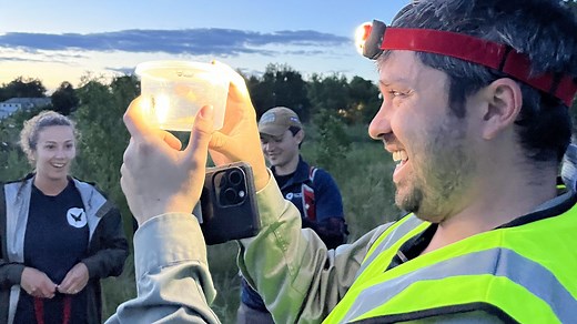 Fireflies in Colorado: Where, when to see the bioluminescence beauties