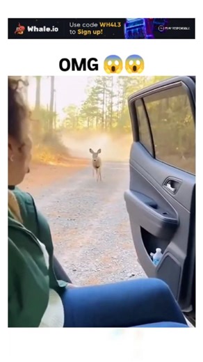 Making Cartoons on Instagram: "The post shares a 15-second video of a woman stopping her car on a forested dirt road to rescue a fleeing fawn, pulling it inside just as a tiger emerges from the brush, prompting her shocked exclamations like "Oh my god. What the?" and high engagement with 690,000 views. - Replies overwhelmingly suspect AI generation, citing seamless but unrealistic elements such as the tiger's sudden appearance and the fawn's calm demeanor post-rescue, echoing skepticism in simil