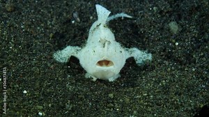 White hairy frogfish caught, ate, swallowed small black frogfish. Underwater macro video 4K. Diving in Tulamben, Bali, Indonesia.