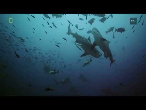 National Geographic - Digital On-Screen Graphic (12+)