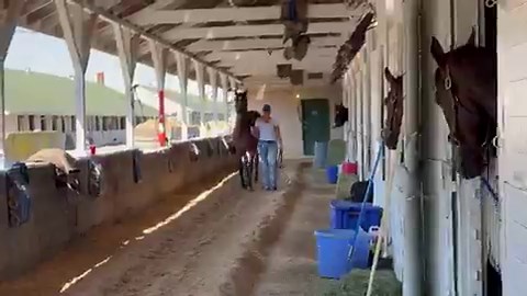 COMMANDMENT, who leads the @KentuckyDerby leaderboard with 150 points, has arrived at Churchill 🌹