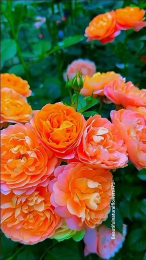 Feeling stressed? These flowers will instantly relax you 🌹🌿