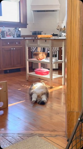 ✨Mister & Wizard✨ on Instagram: "When’s dinner?"