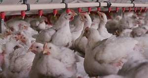 clip-14903683-4k-intensive-large-scale-factory-farming-chickens