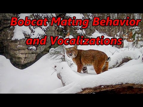 Bobcat Mating Behavior | Vocalizations