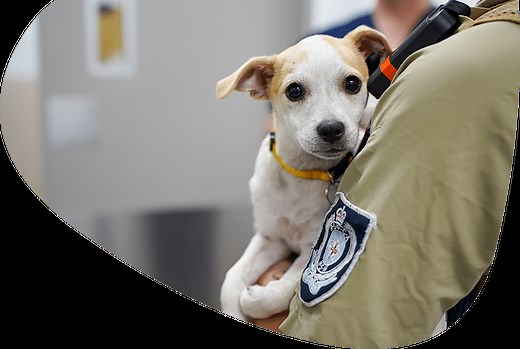 Report Animal Cruelty - RSPCA New South Wales