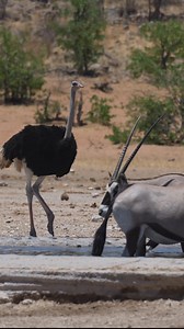 Waterhole watch party: Ostrich eyes high, springbok alert, oryx deep in drink at Namibia's pan. #namibia #ostrich #springbok #oryx #etosha #namibiatravel #namibiatourism #visitnamibia #travelnamibia #safari #wildlife #desert #travelphotography | Nwrnamibia