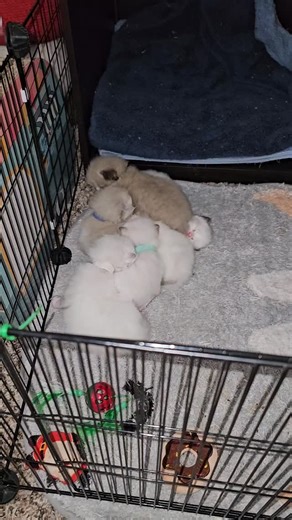 Cuddle Puddle! ktdolls2017.net #cattery #ragdollbreeder #ragdollkitten #ragdollcat #ragdollcatsofinstagram #ragdollsofinstagram #ragdollkittensofinstagram #ragdollworldwide | KTDolls