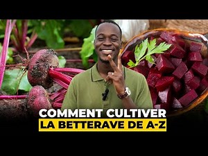 Récolte Abondante : Cultiver la Betterave Rouge en Terre Africaine