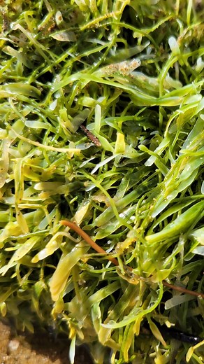 Important update on invasive seaweed. Legal restrictions now in place. Ad. Partnership with MPI | Matt Watson
