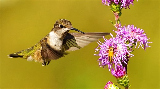 Hummingbirds in 8+ Georgia cities. What to know about 2026 migration