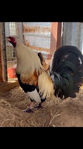 Beautiful Birds - Dgreen Farms 🐓👑🔥🔥 No Fowl For ILLEGAL Purposes Video/Photo Content In This Farm Just For Breeding, Show and Preservation Purposes | Farms Storyy