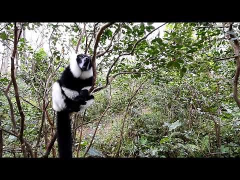 black and white lemur sound