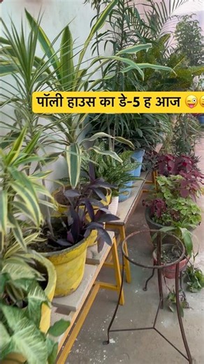 काम जोरो सोरो से चल रहा है #gardening #polyhouse #winterplants #winter #foryou #foryoupage #viral