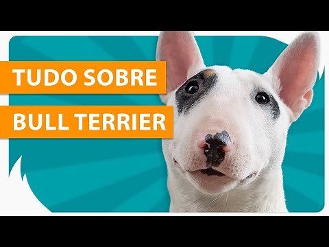 BULL TERRIER - TUDO SOBRE A RAÇA 🐶