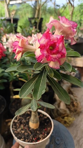 Adenium seedlings from seed bloom beautifully