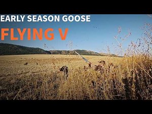 Early Season Idaho Goose Hunting | With Flying V Waterfowl