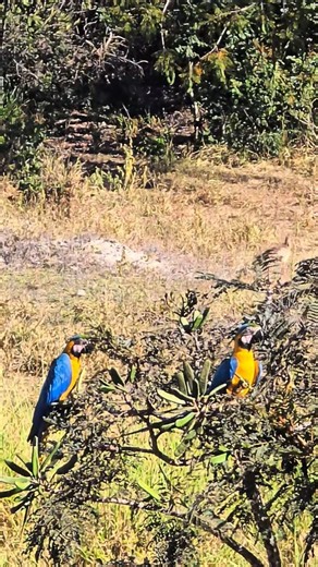 Casal de araras-canindé 🦜🦜