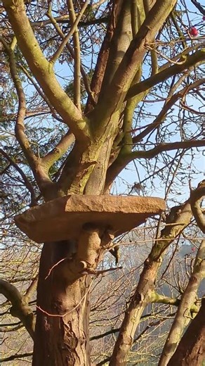 Listen to the Birds 🌤️ Early Signs of Spring in Northern England