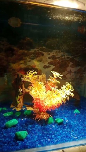 channa fish feeding #fishs#feeding#