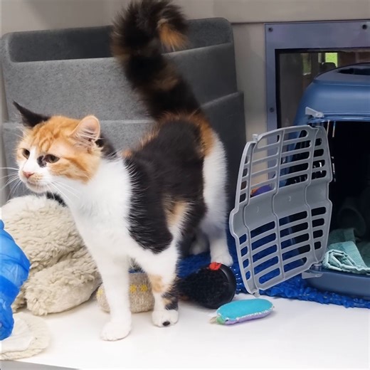 19K views · 220 reactions | Learn how we use FELIWAY® Classic Spray...