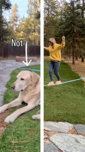 Slackline with dogs #shorts #slacklineprogression #yellowlab #borsky