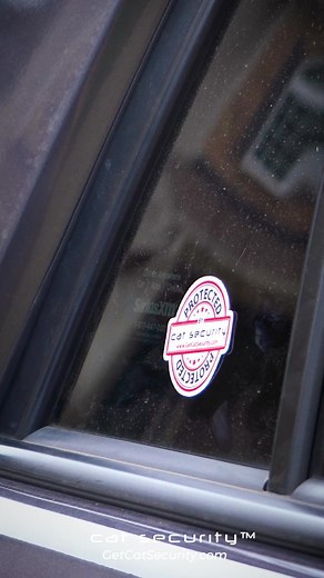 Cat Security on TikTok