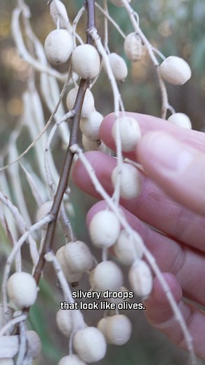 16K views · 889 reactions | Welcome back to Edible or Not! Today...