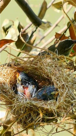 Amazing Mother Bird Feed Beautiful Baby In Nest🥰 Wildlife Bird 10137#birds