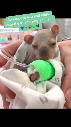 Australian Wildlife Vet: A Day in the Life of a Veterinarian