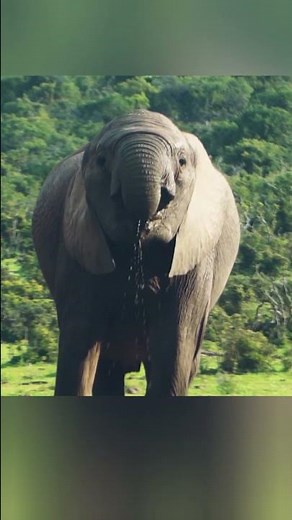 Majestic African Elephant – Stunning Wildlife Footage”