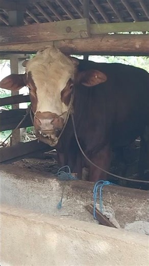 Big angry funny cow 🤣🤣 I sapi besar lucu minta makan 🤣 #cow #funny #sapi #animals
