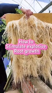 How to quickly root your veggies #garden #gardening101 #planting #plants #veggies | The Seed of life