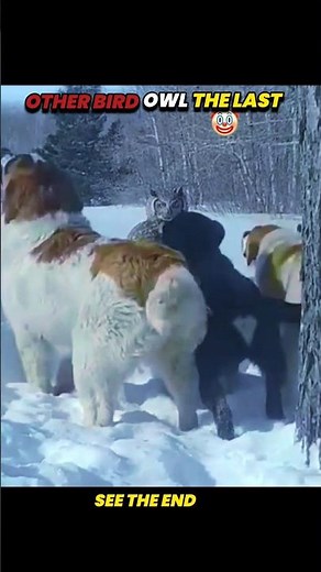 dog vs owl #trending #shorts #youtubeshorts #wildlife #animals